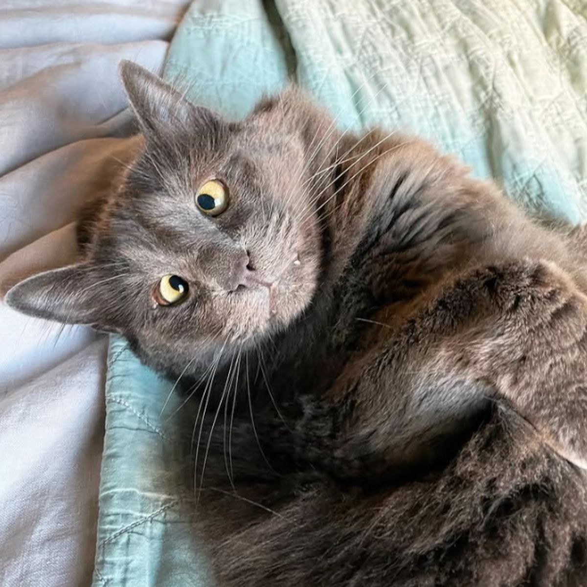 gray blind cat is lying in the bed