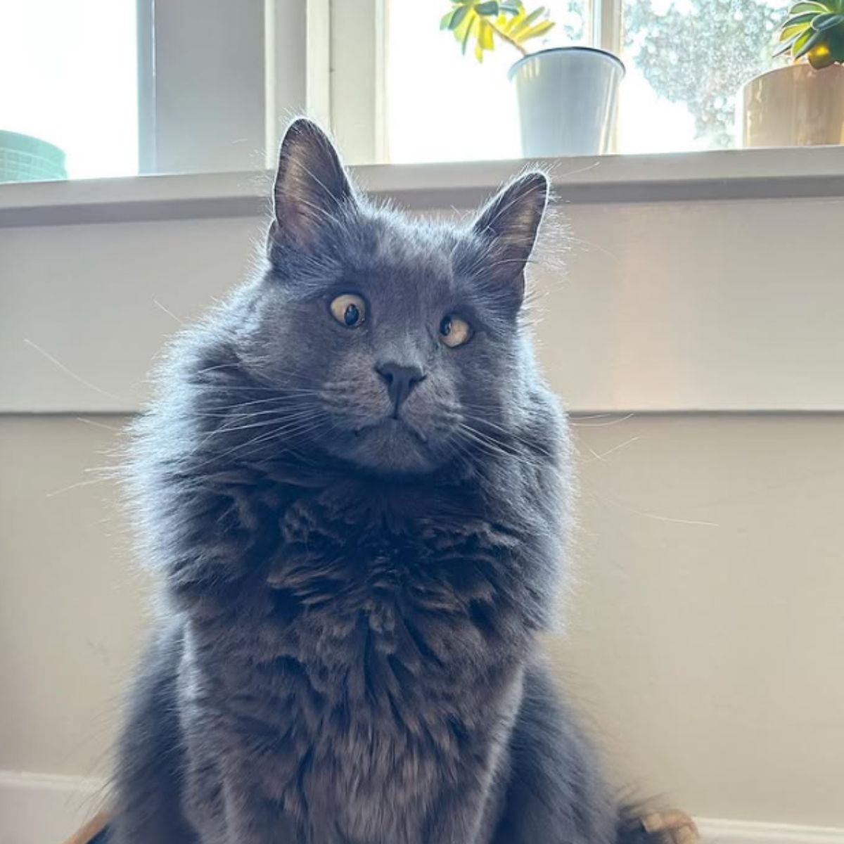 gray blind cat