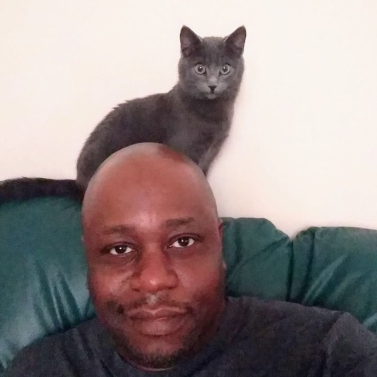 gray cat above a man's head