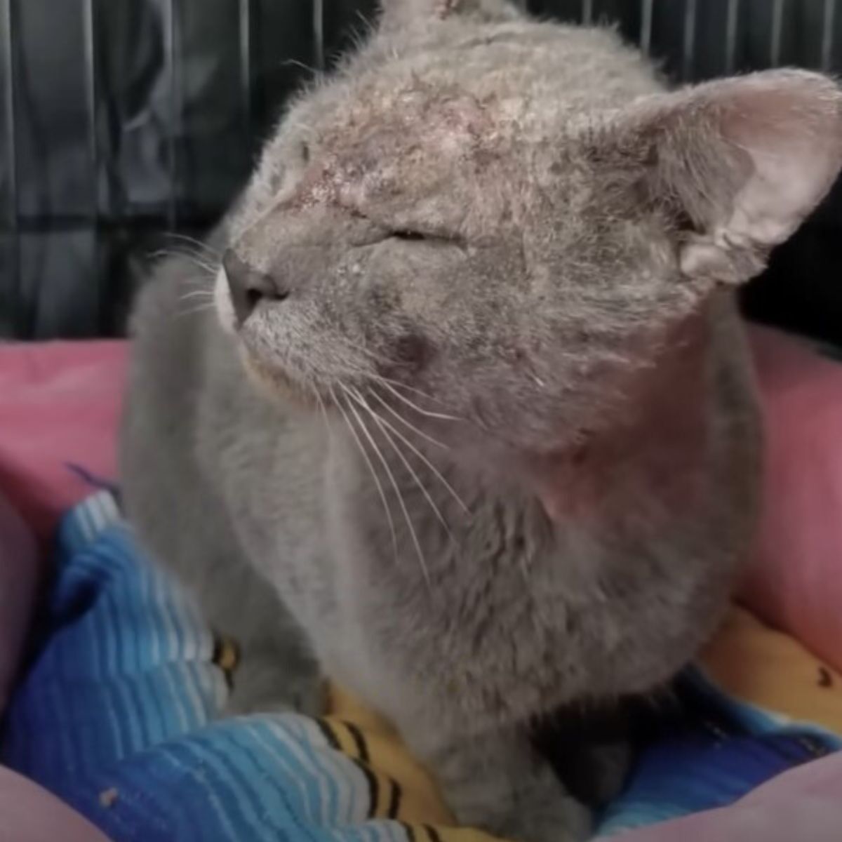 gray cat in a cage
