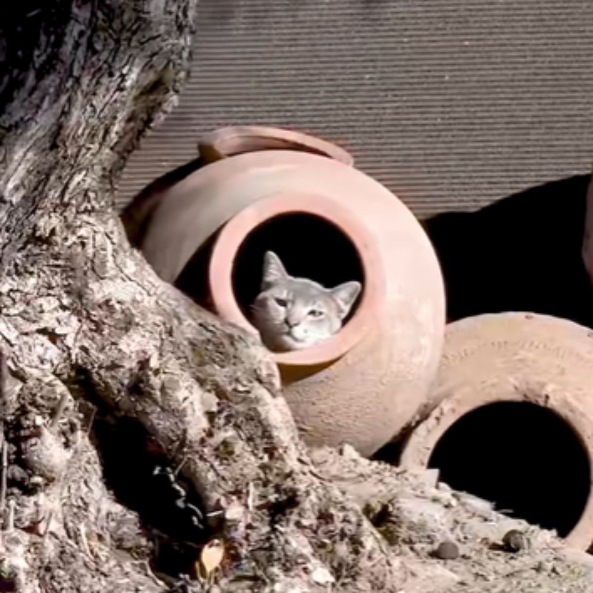 gray cat in a clay pot