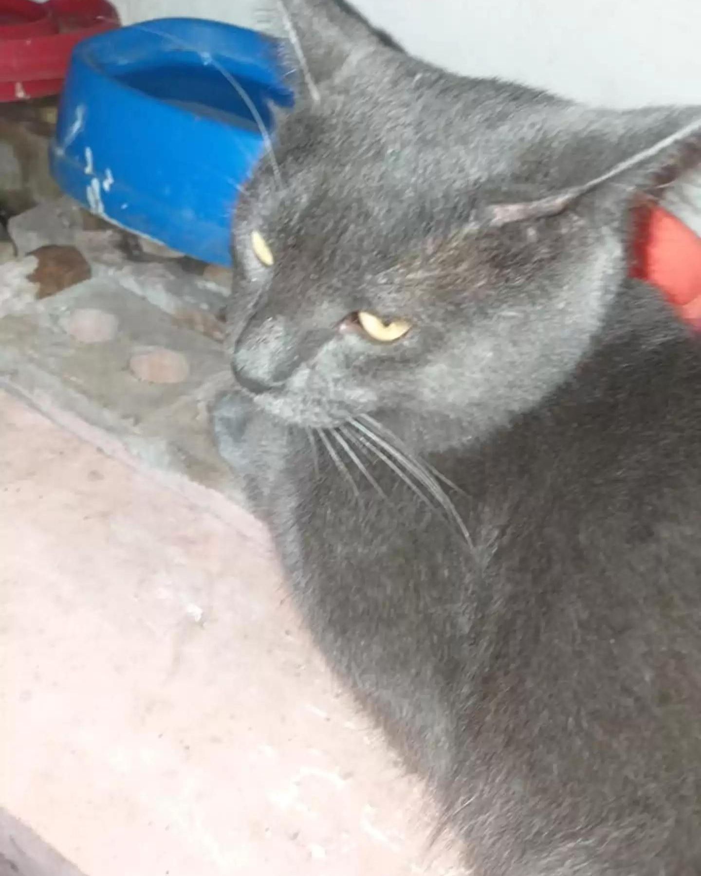 gray cat is lying down