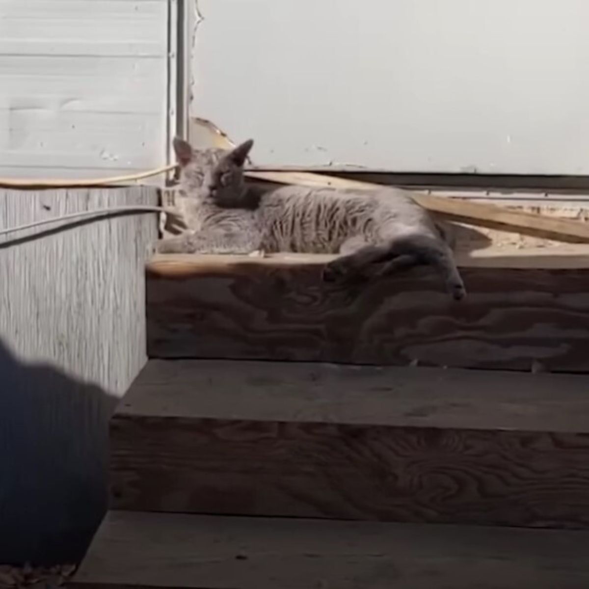 gray cat sunbathing