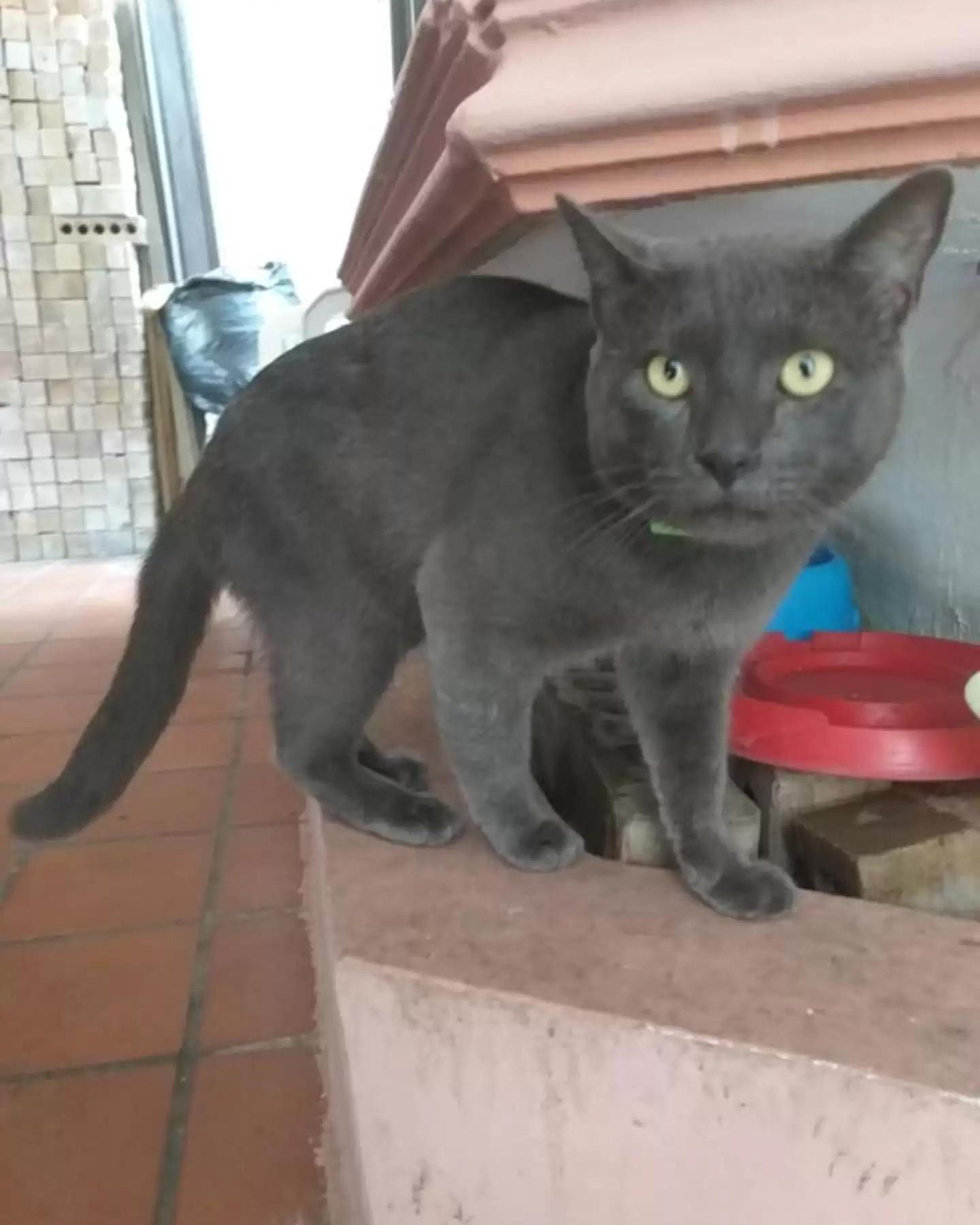 gray cat with big eyes
