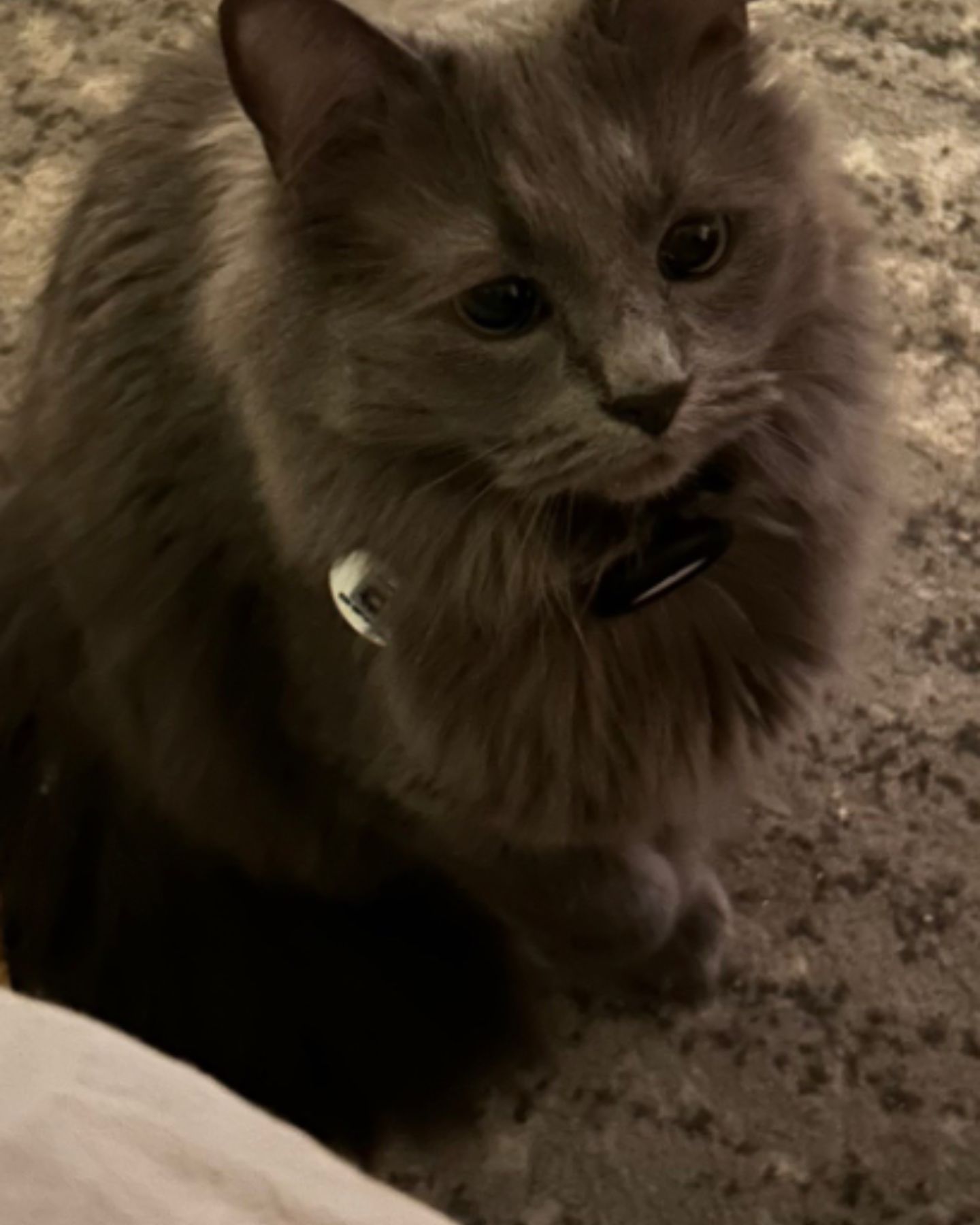 gray cat with cute face