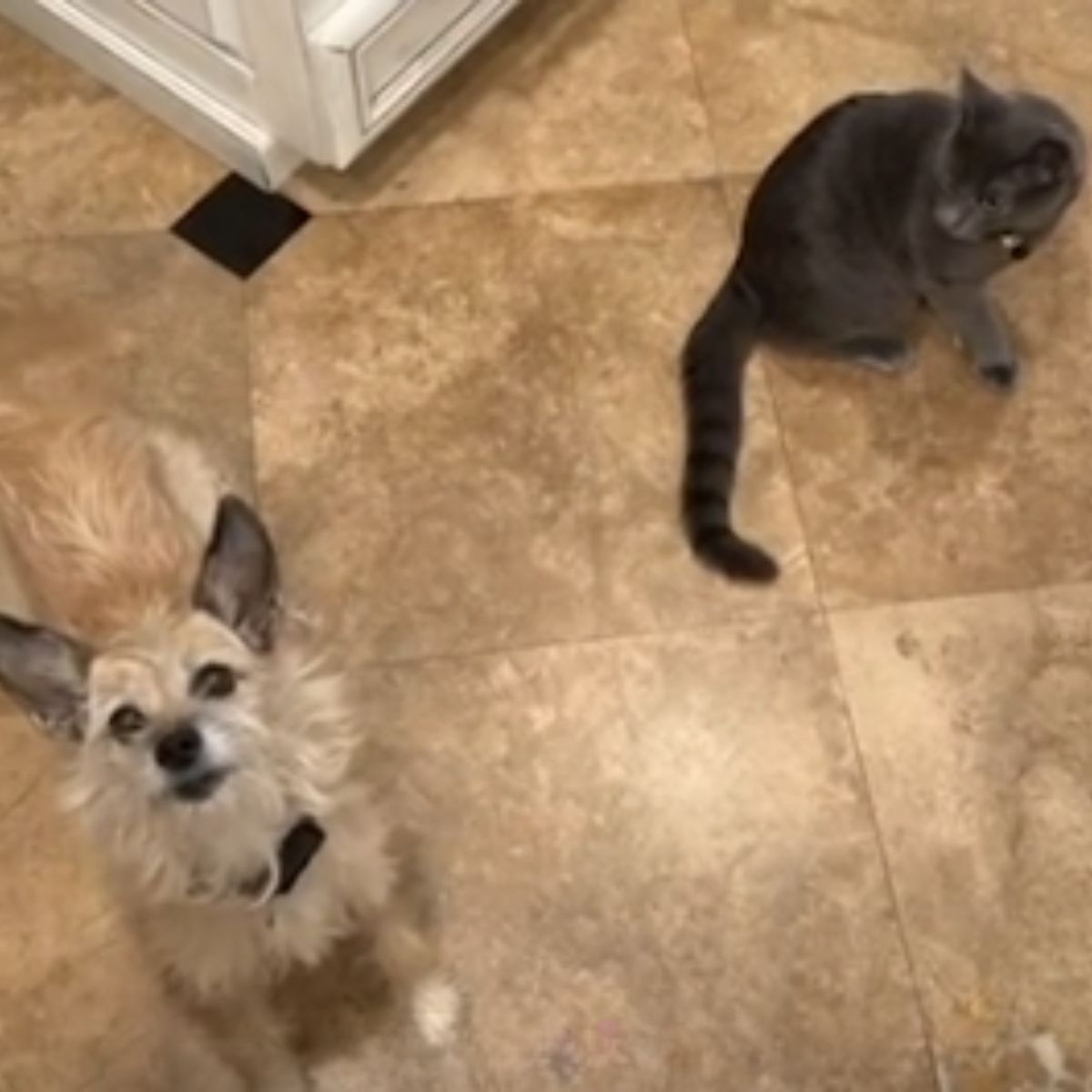 gray cat with dog