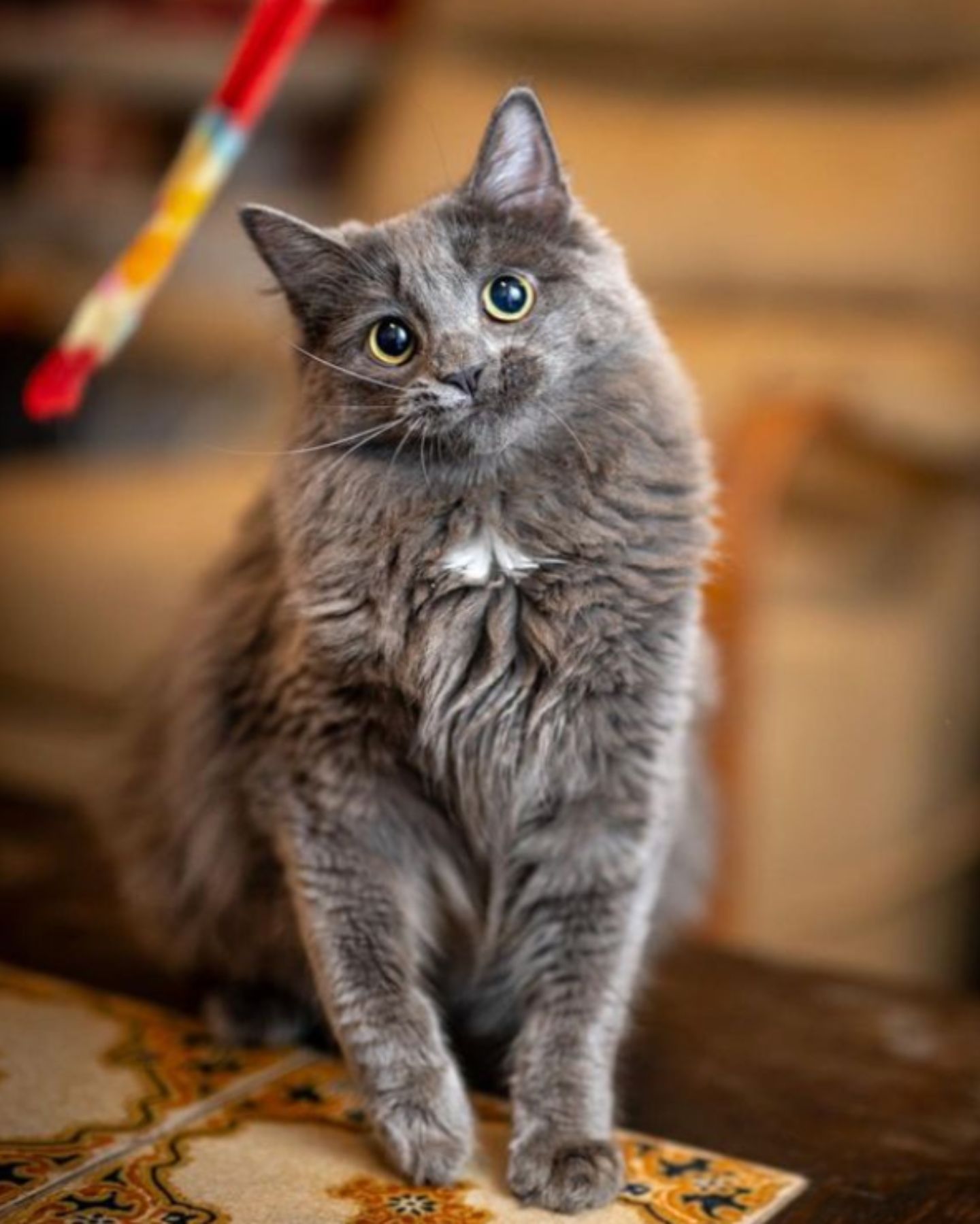 gray cat
