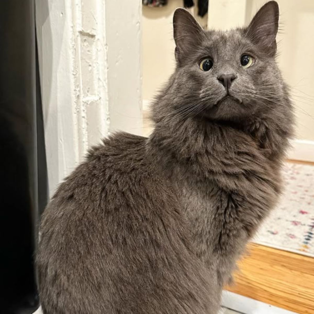 gray cute blind cat