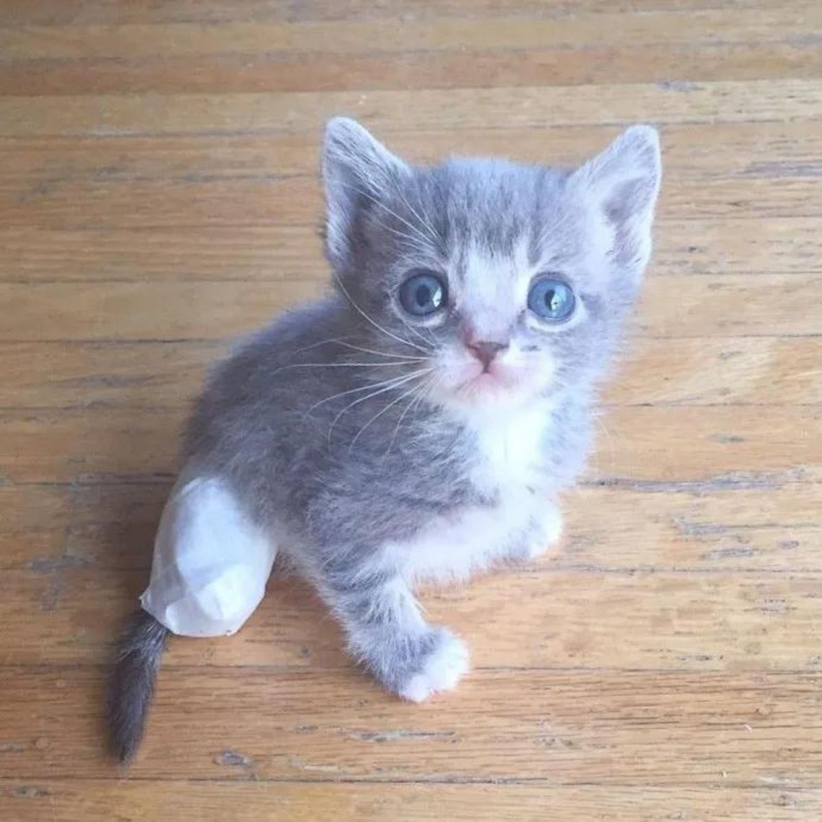 gray kitten