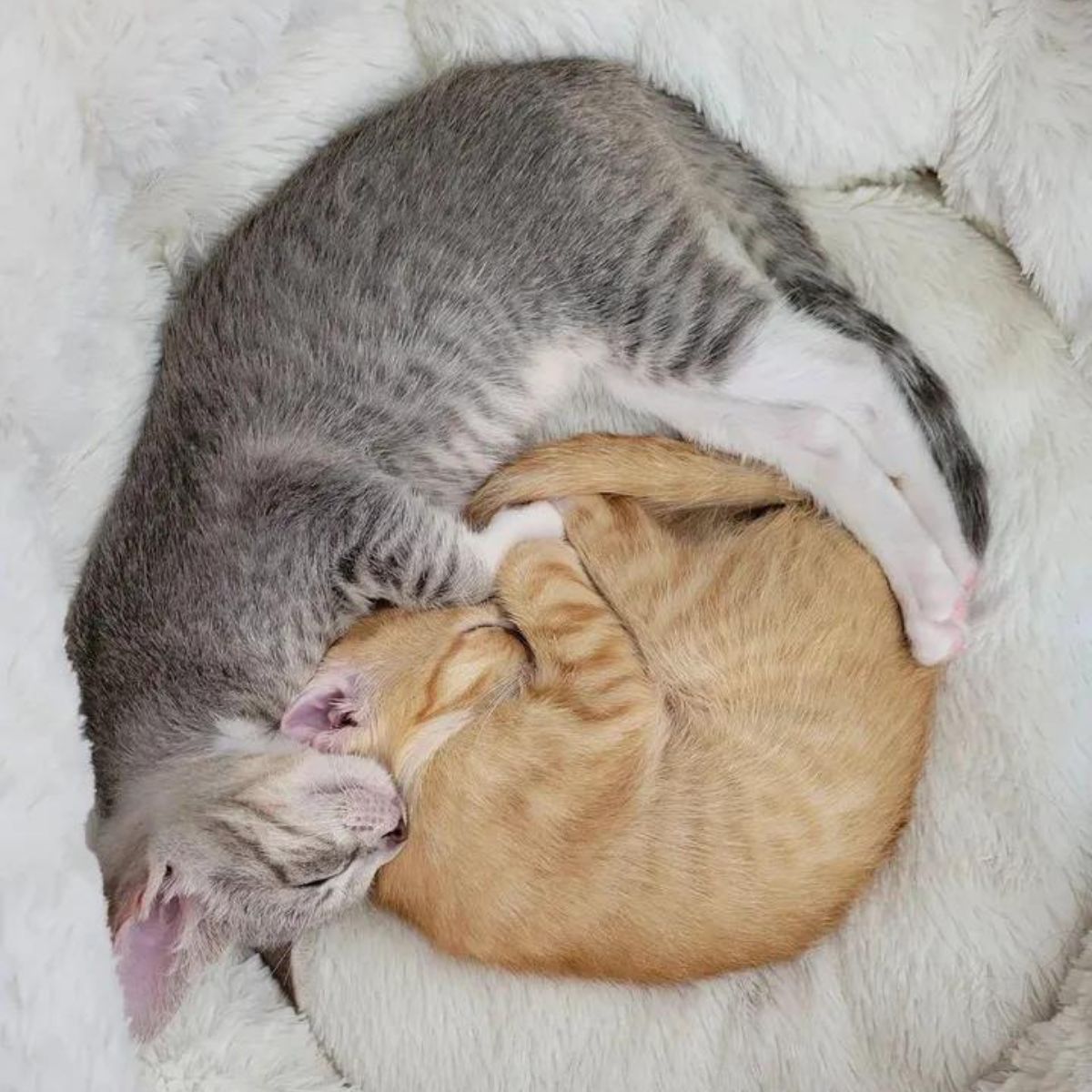 gray tabby and ginger sleeping