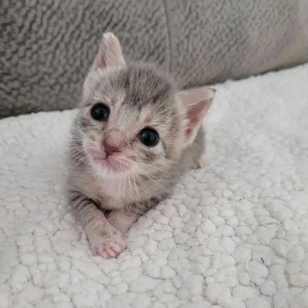 gray tabby kitten