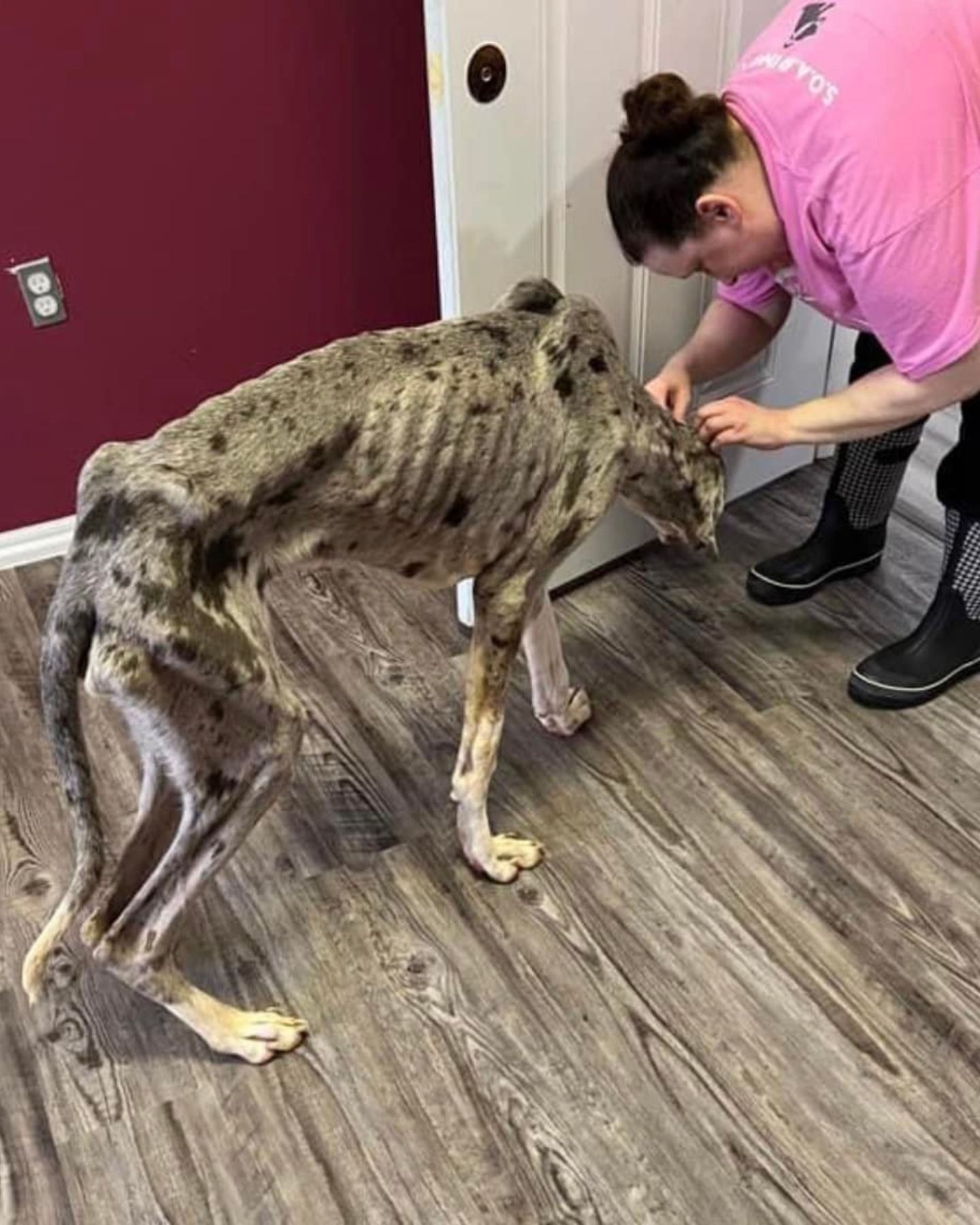 great dane puppy
