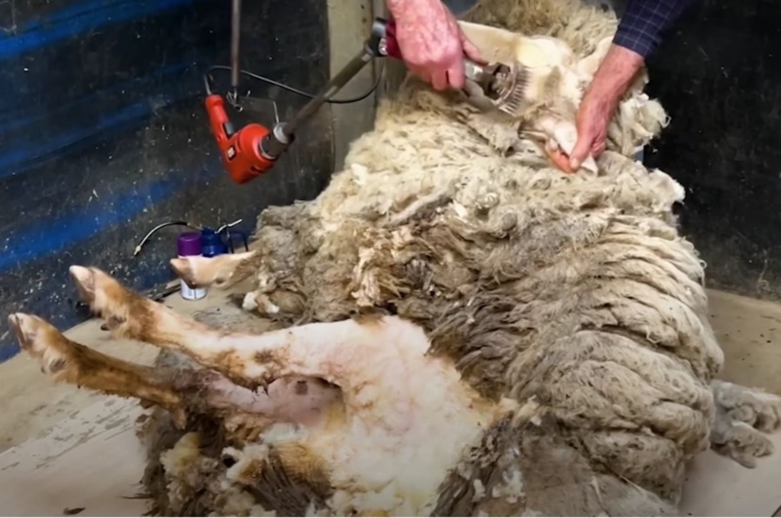 grooming a matted sheep