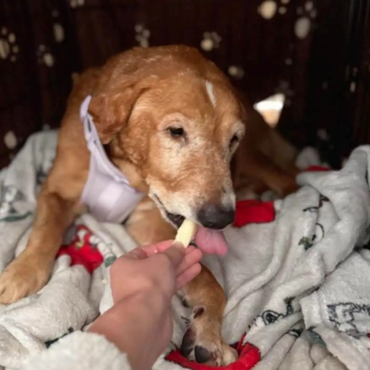hand feeding the dog