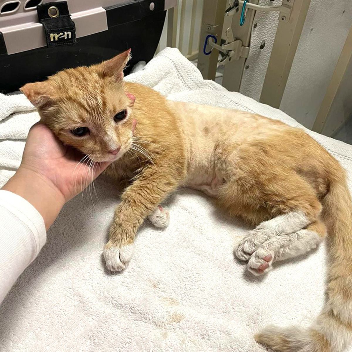 hand holding the cat