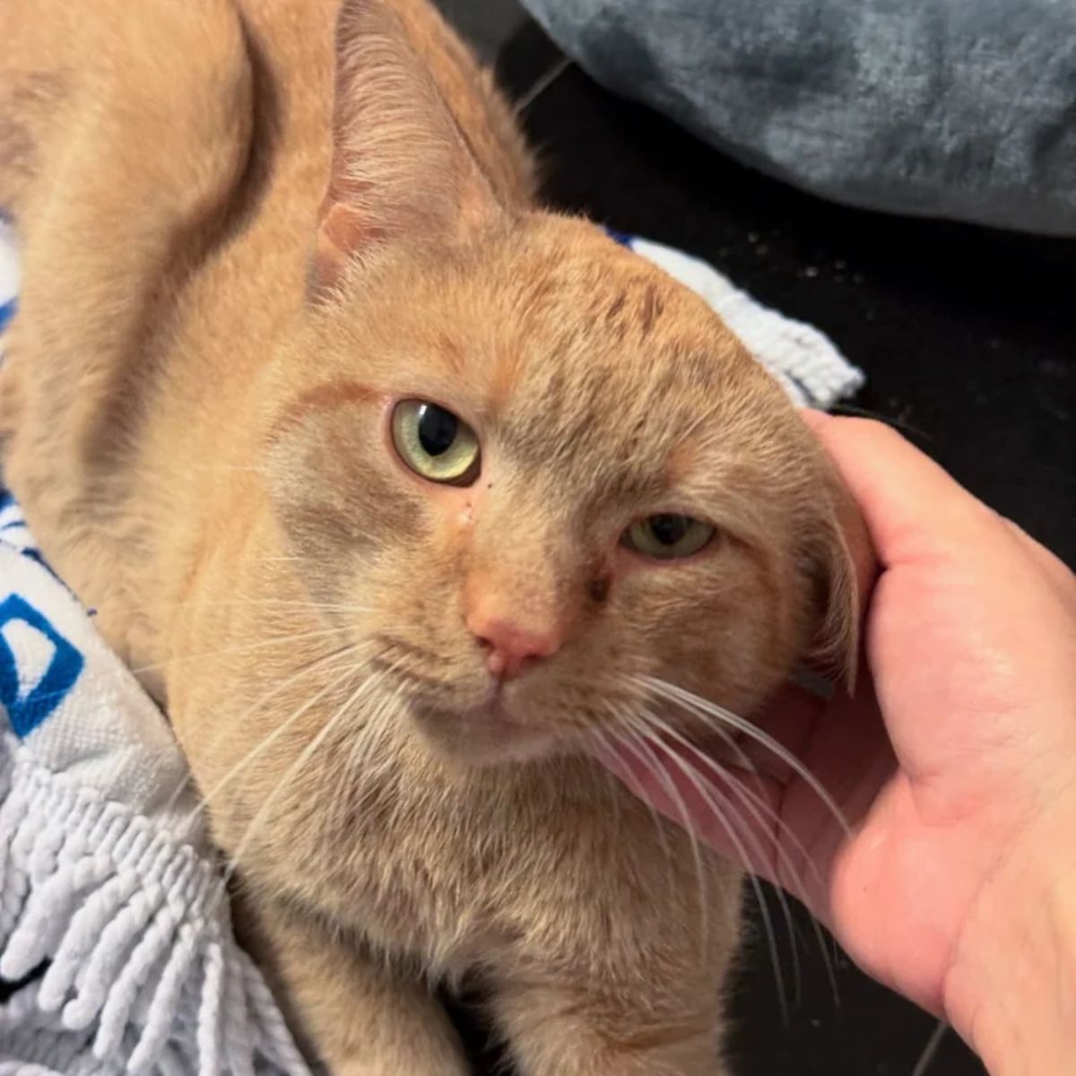 hand petting the cat