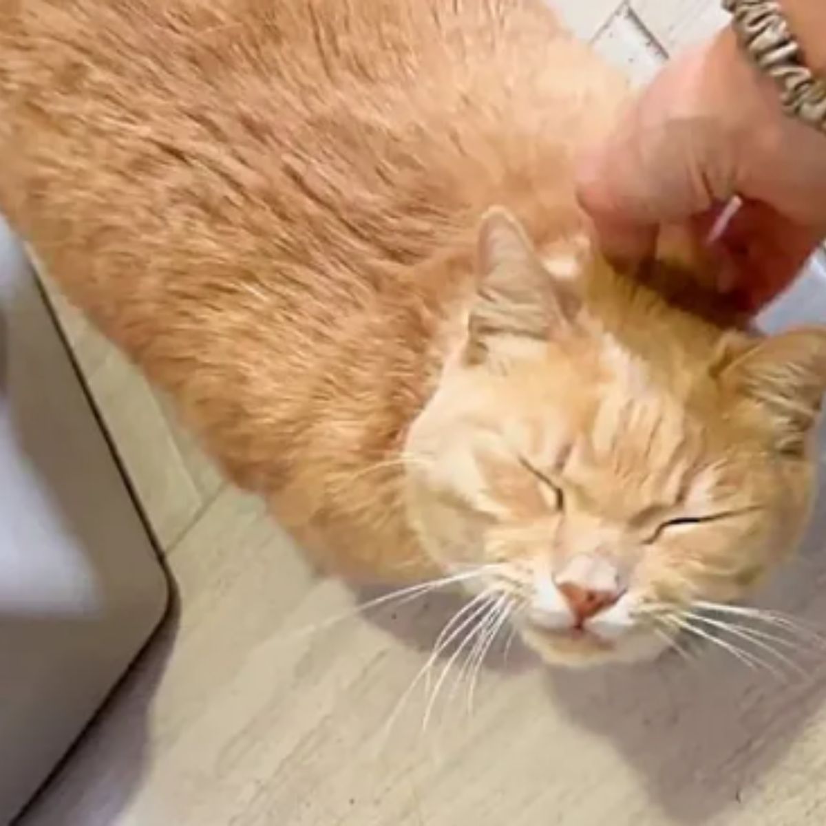 hand petting the cat