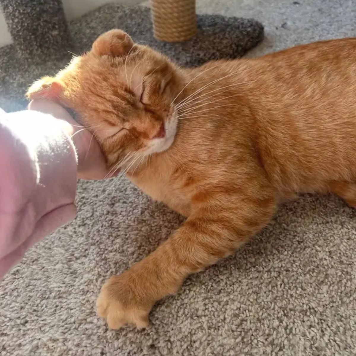 hand petting the cat