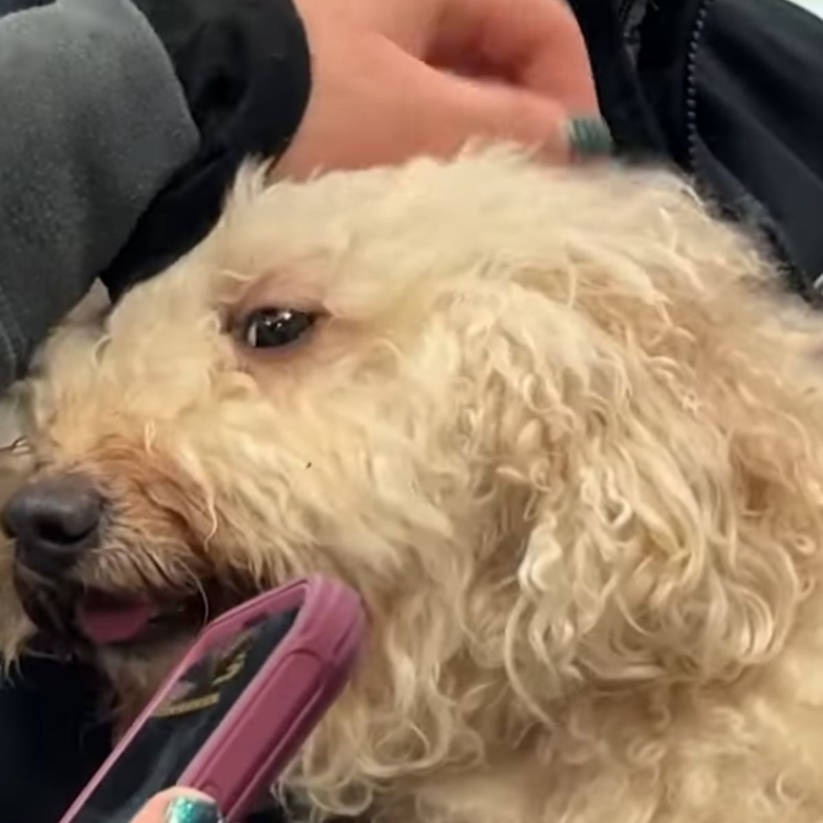 hand petting the dog