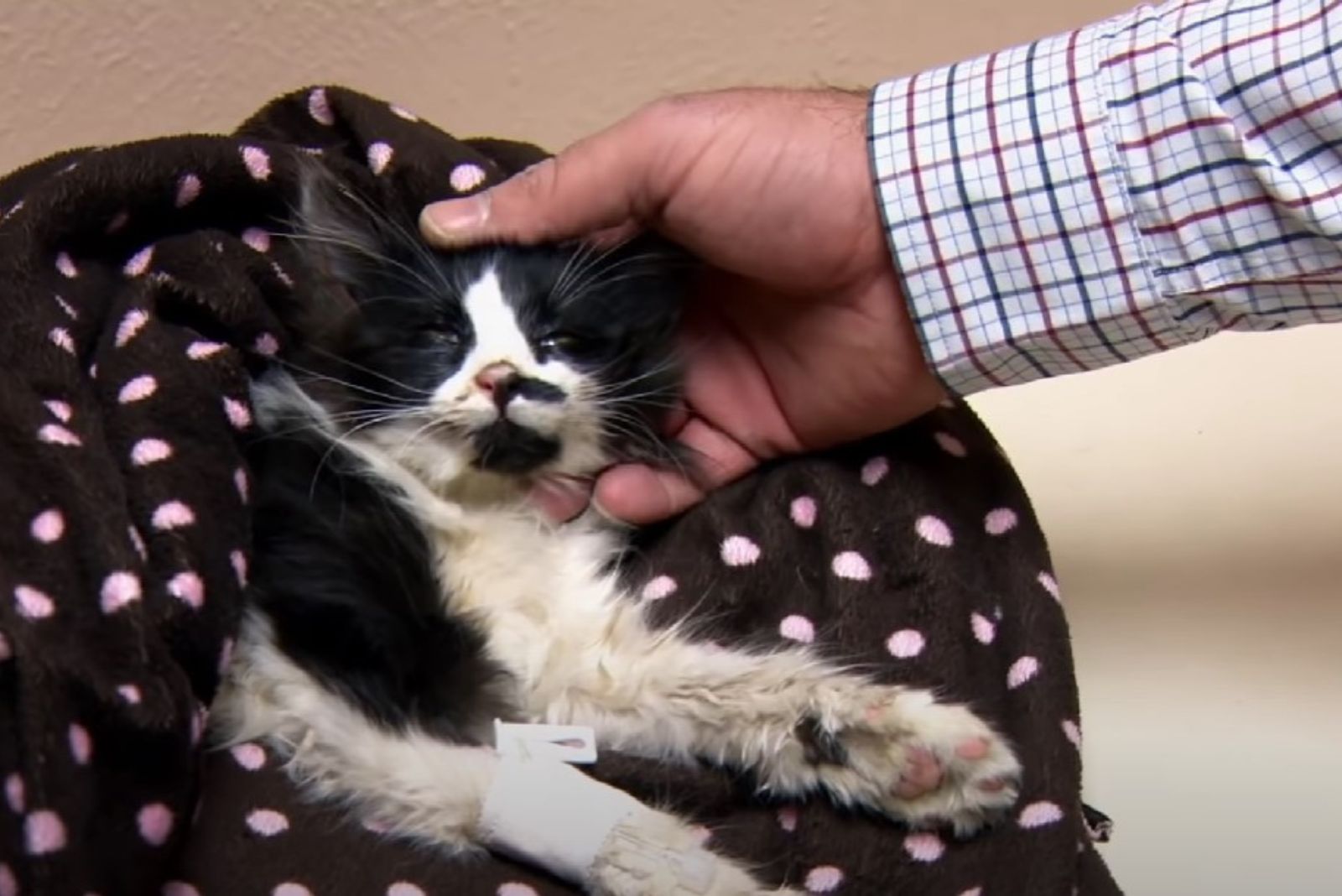 hand petting the kitten