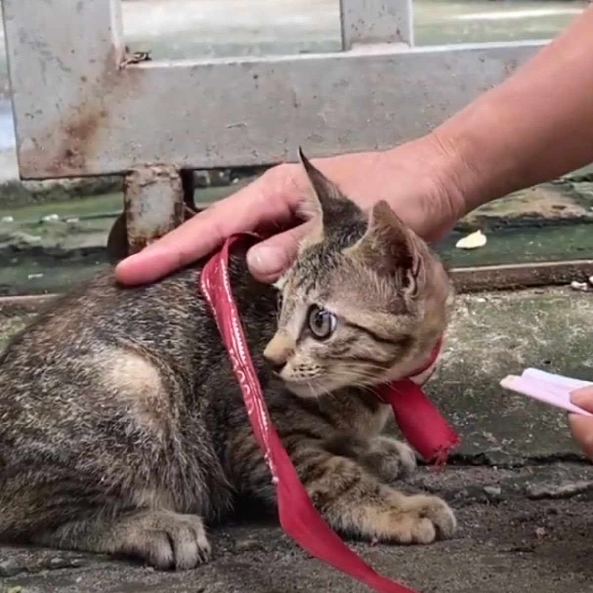 hand petting the kitten