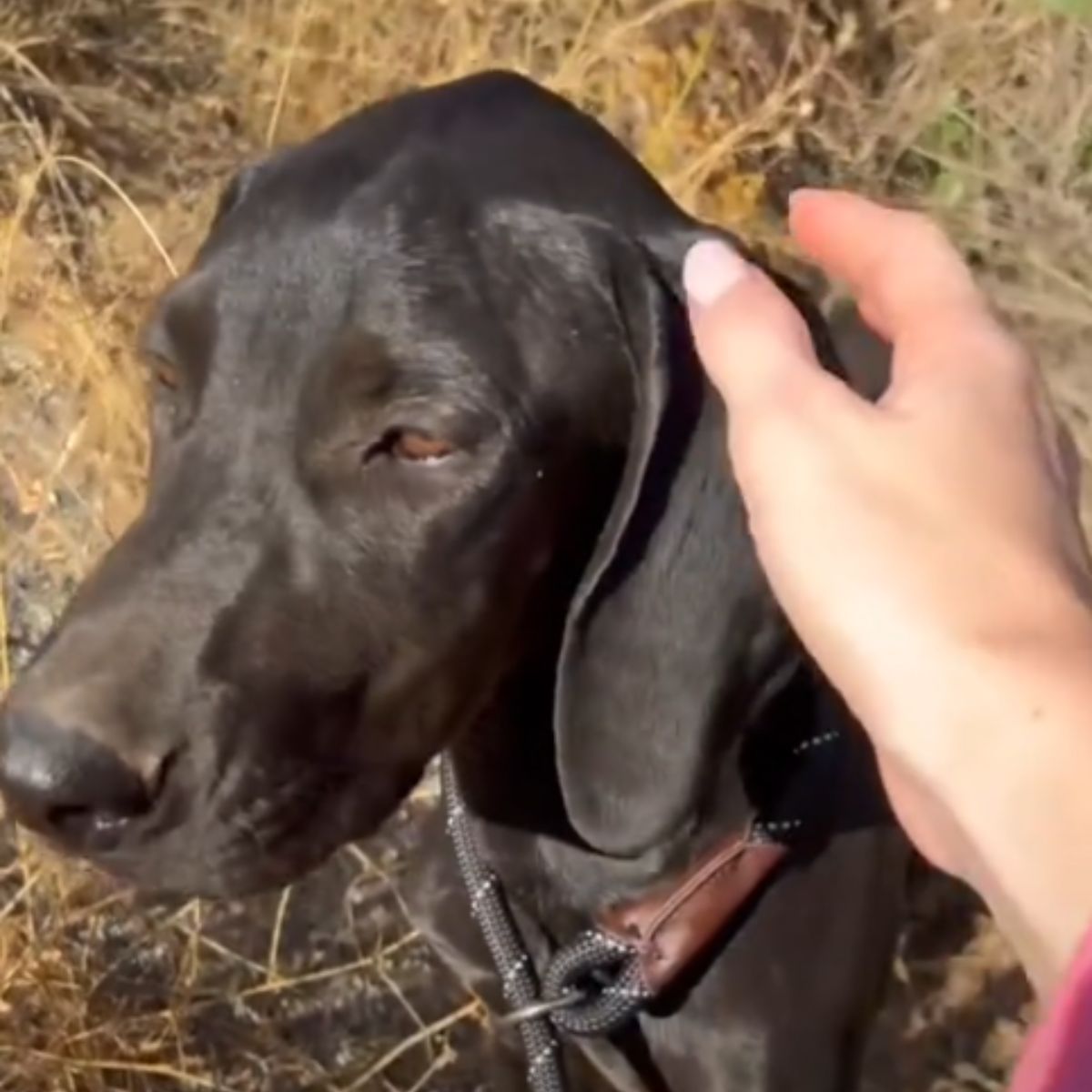 hand petting the puppy