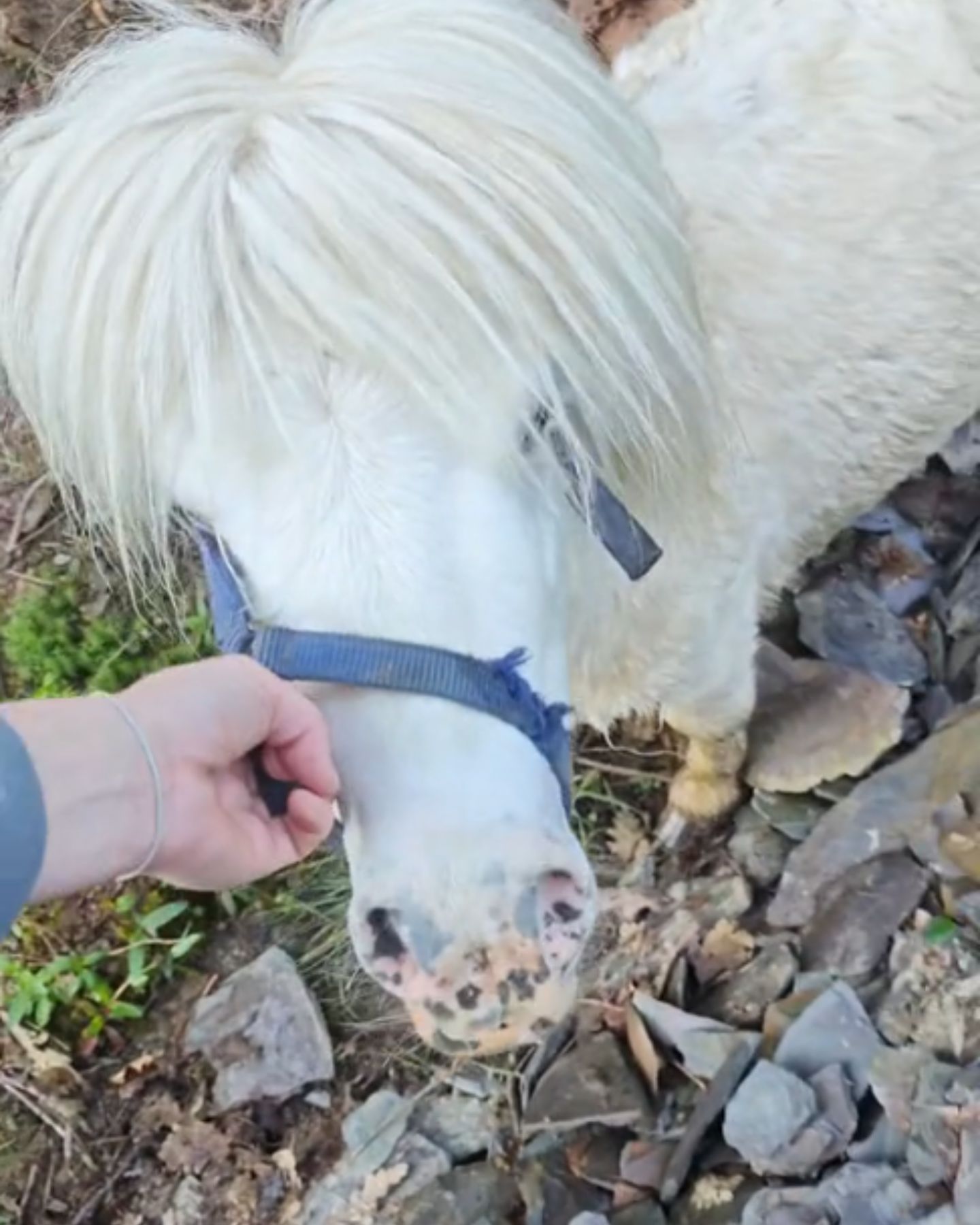 hand touching the pony