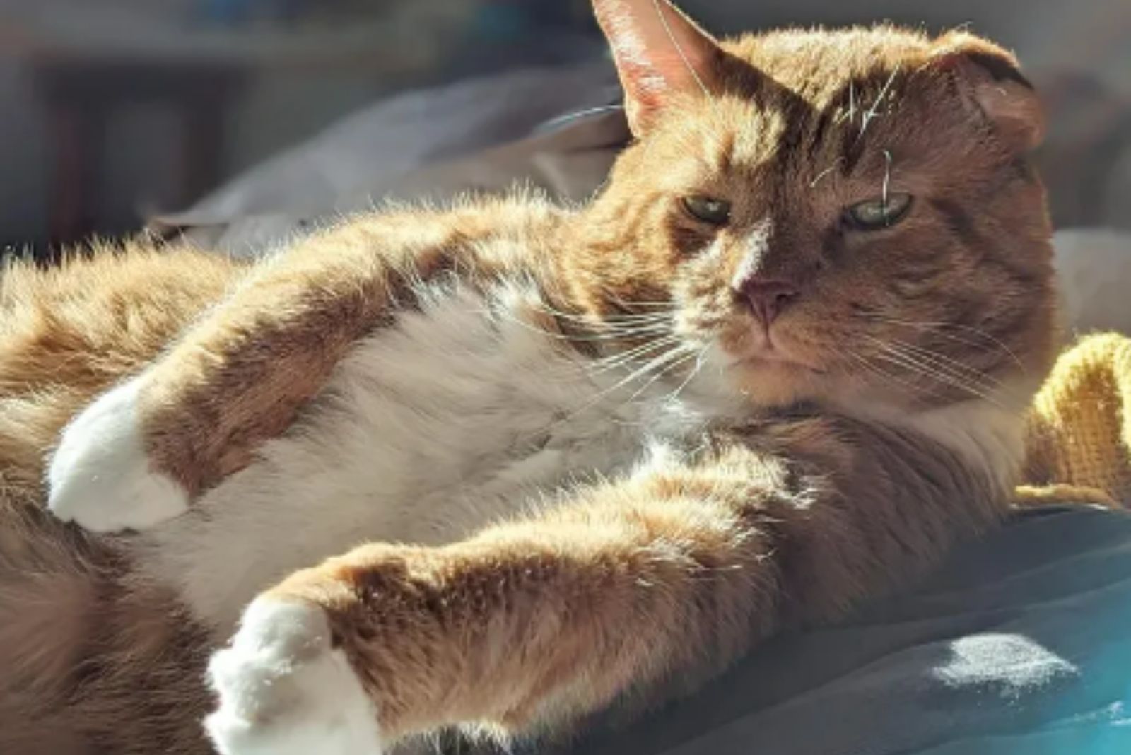 happy adopted cat