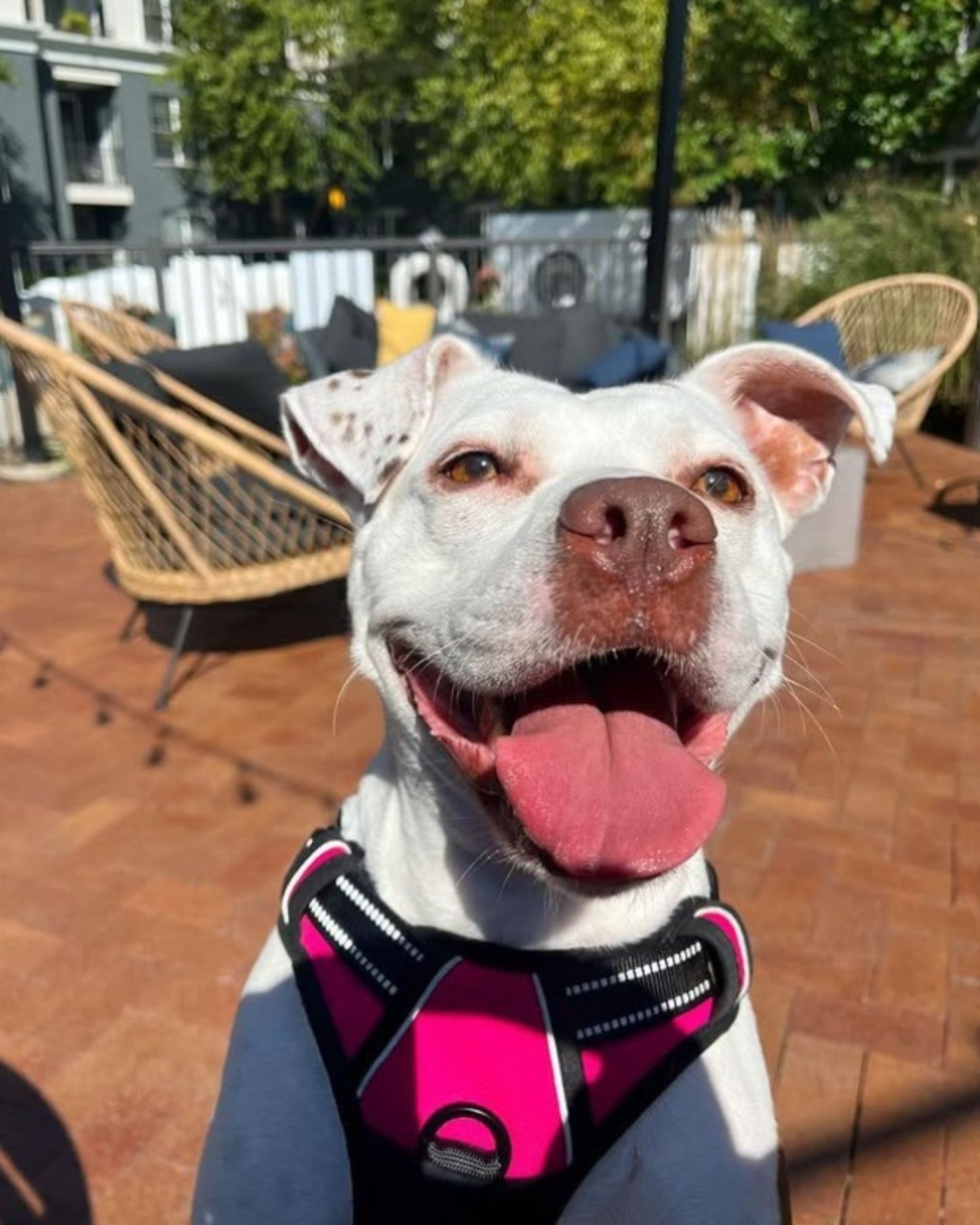 happy dog