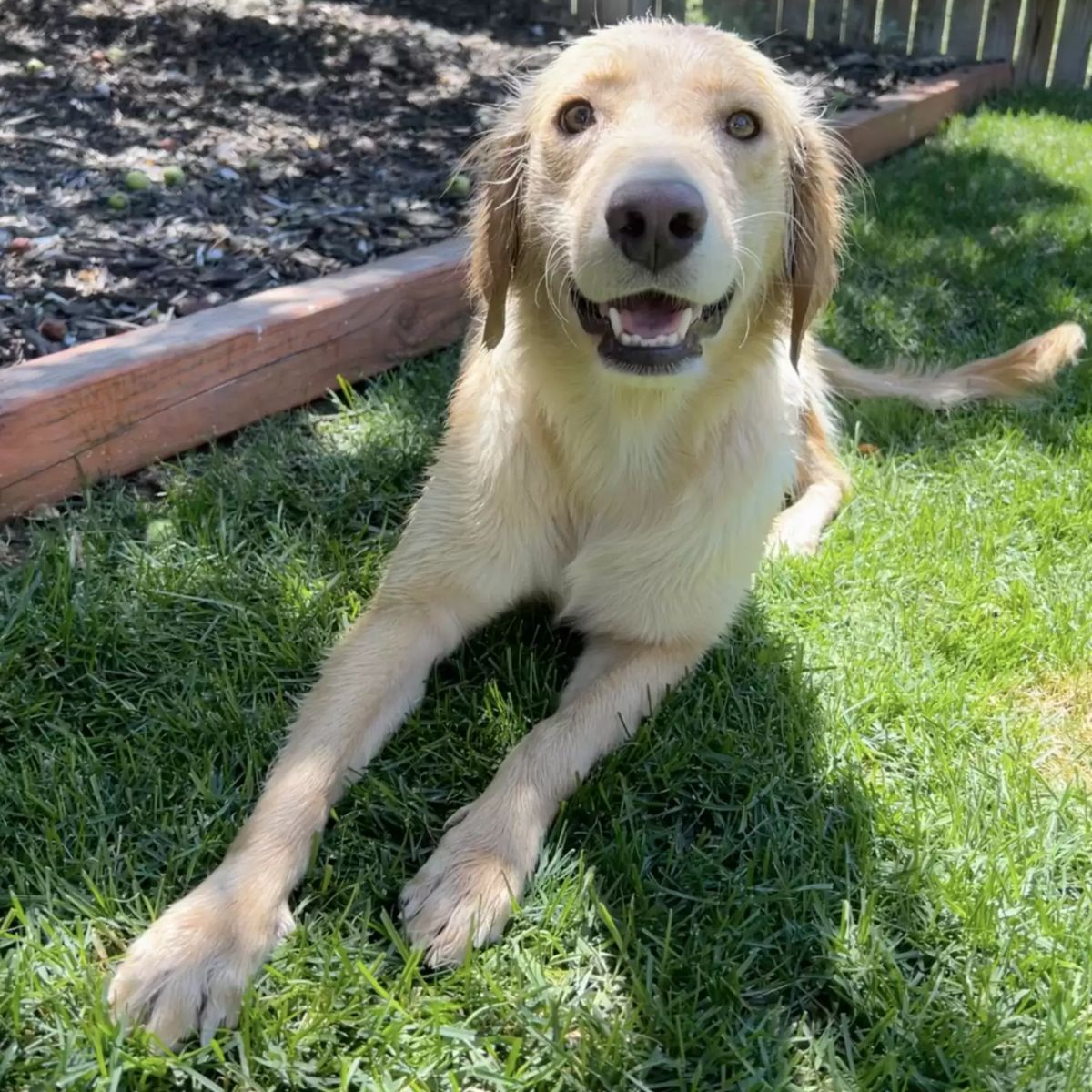 happy dog rescued