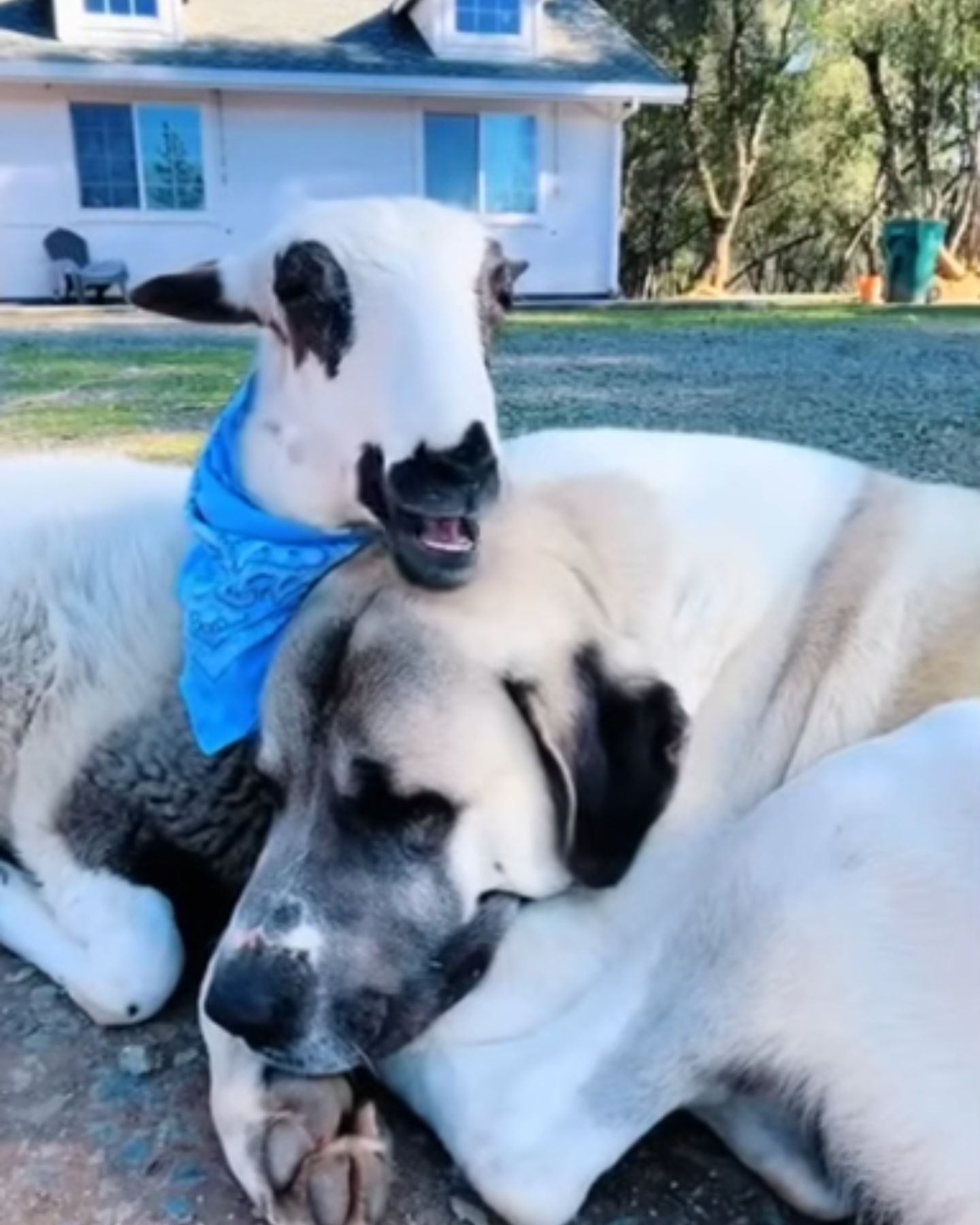 happy dog ​​and lamb together