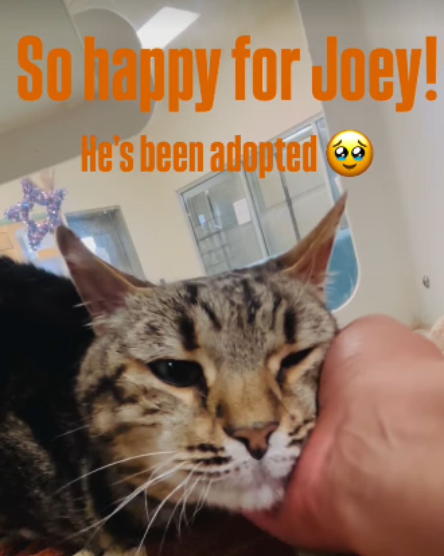 happy found cat