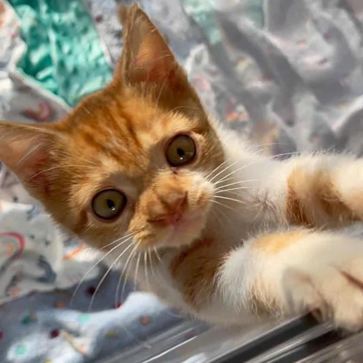 happy kitten with a distinct nose