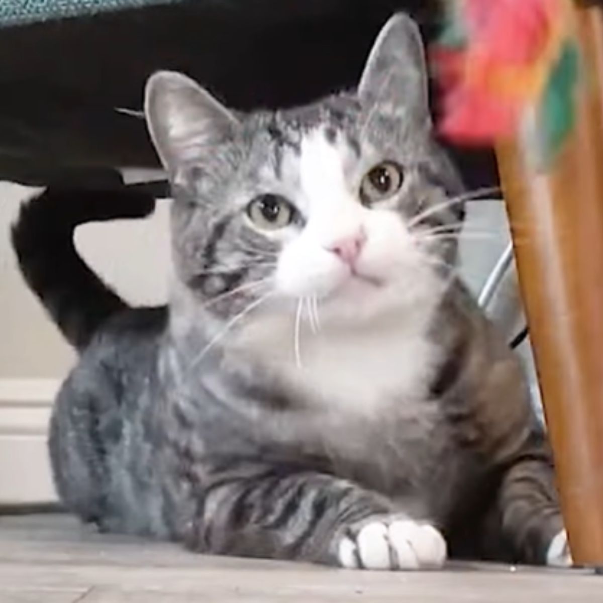 happy kitty fully recovered