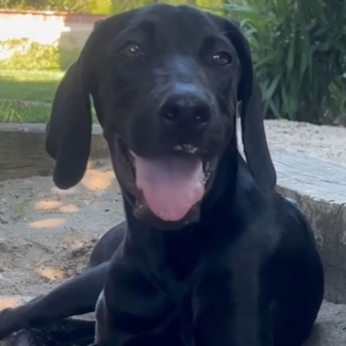 happy puppy