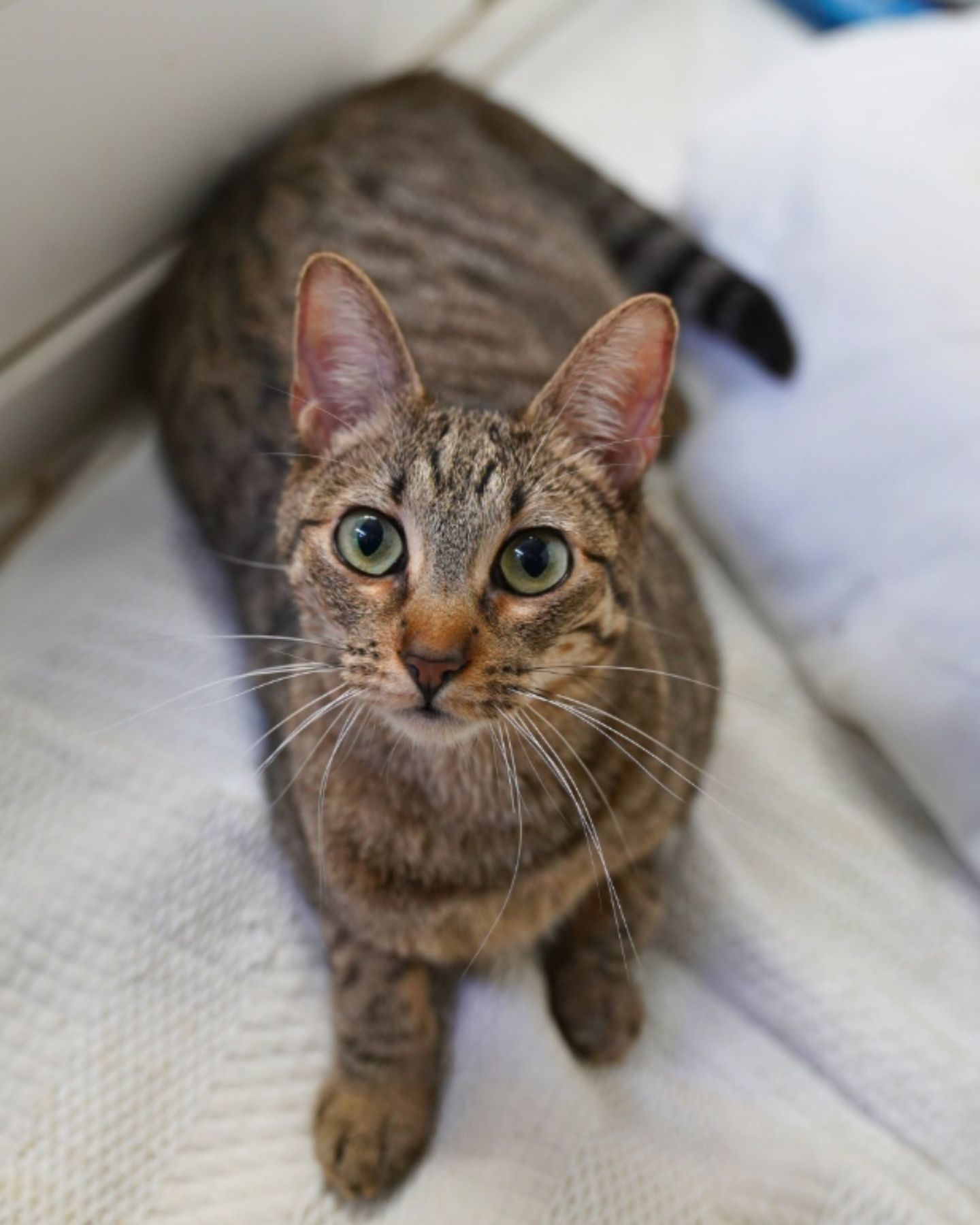 happy senior cat