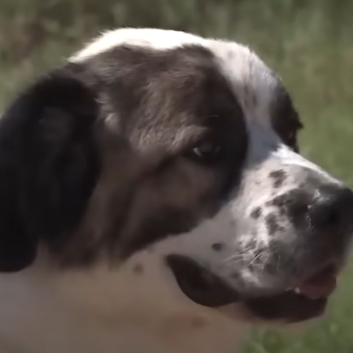 head of dog