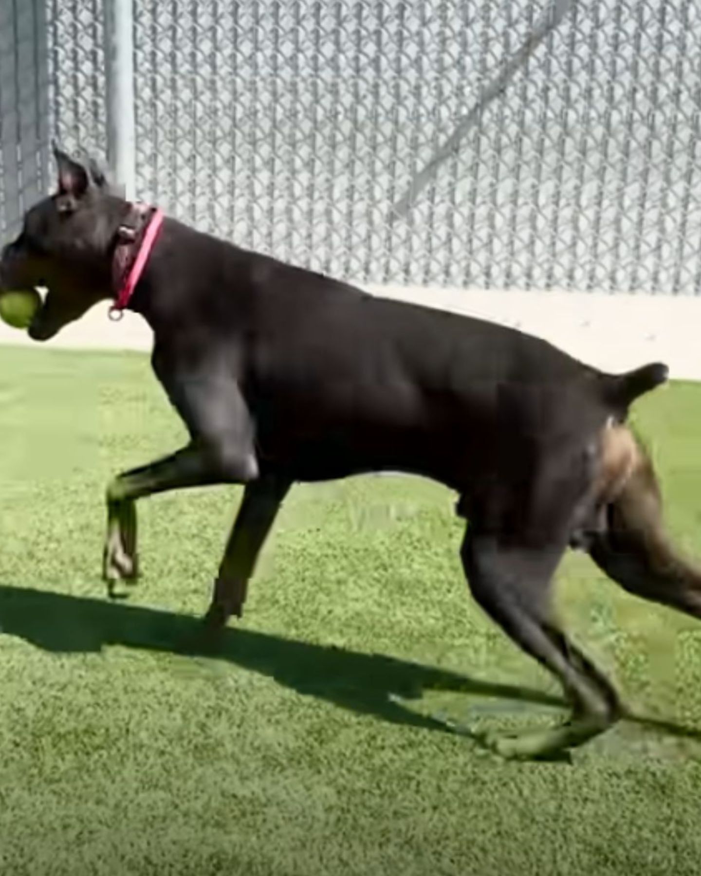 healthy dog