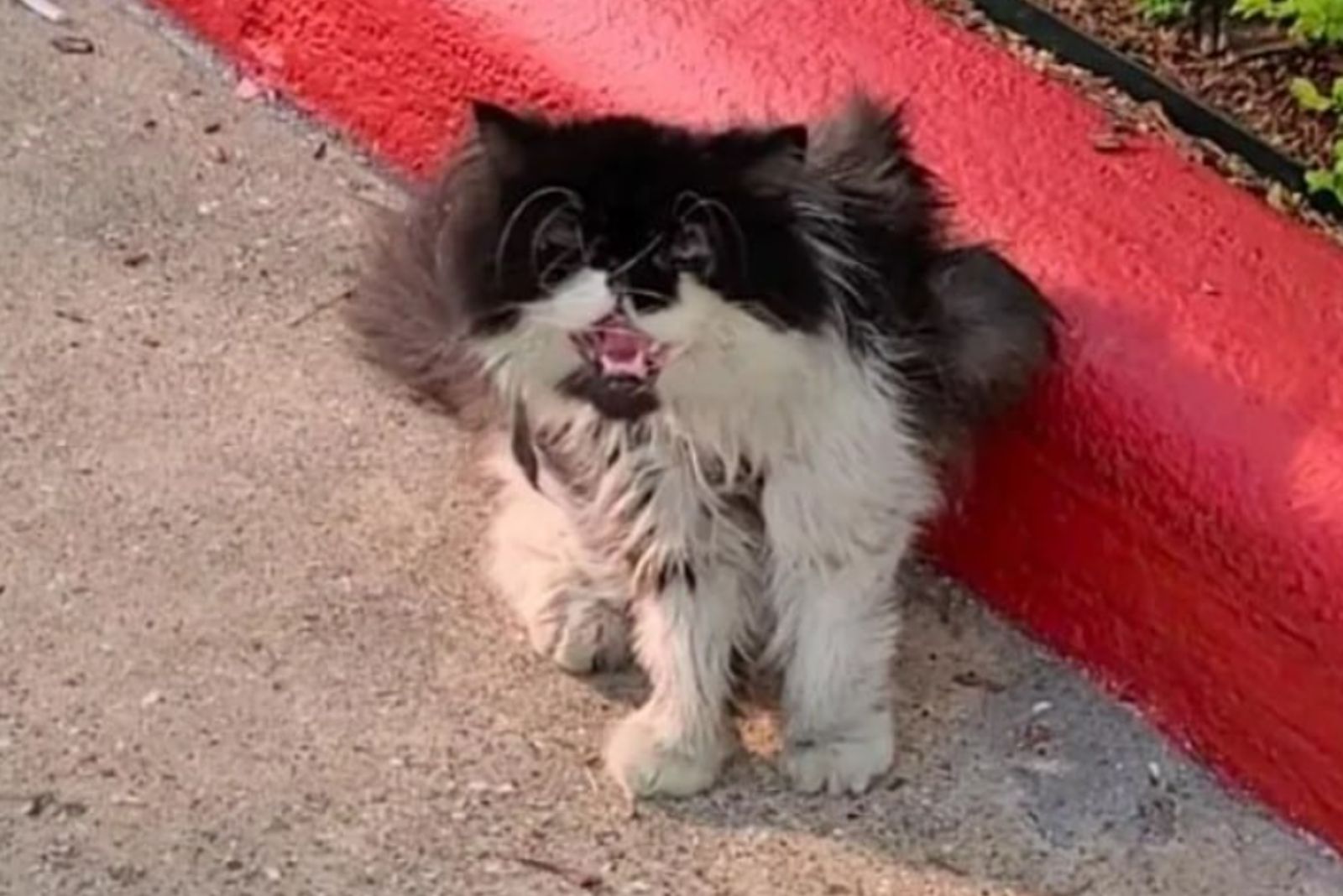 homeless cat outdoors