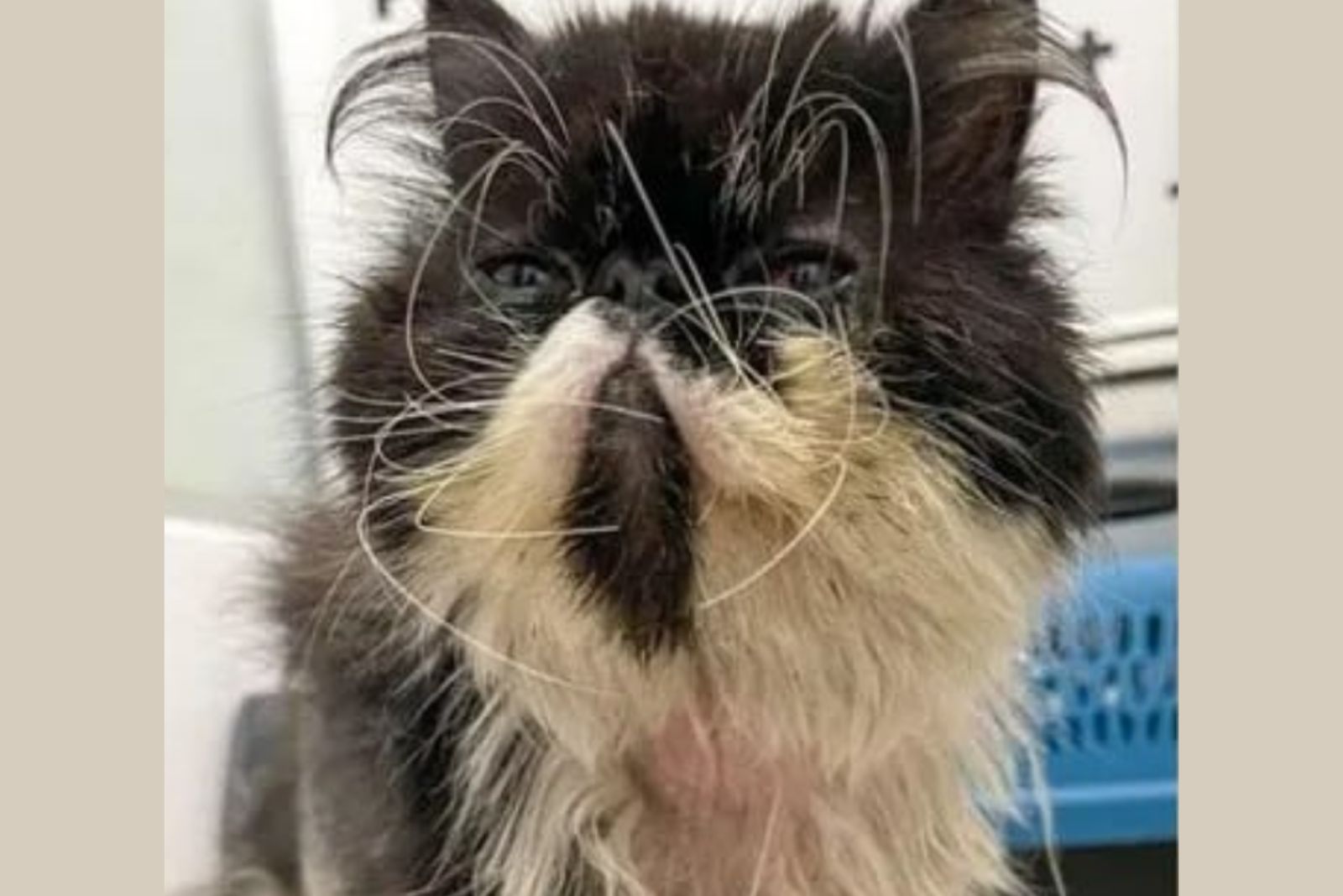 homeless cat