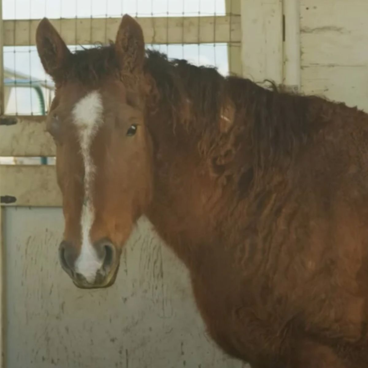 horse in stable