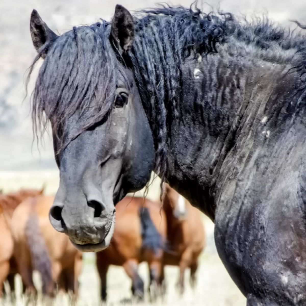horse looking at camera