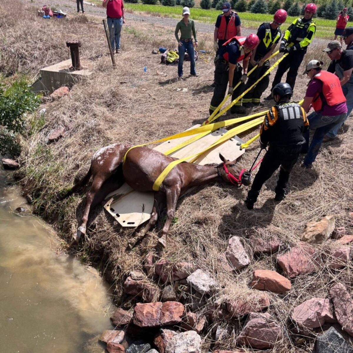 horse was pulled ashore