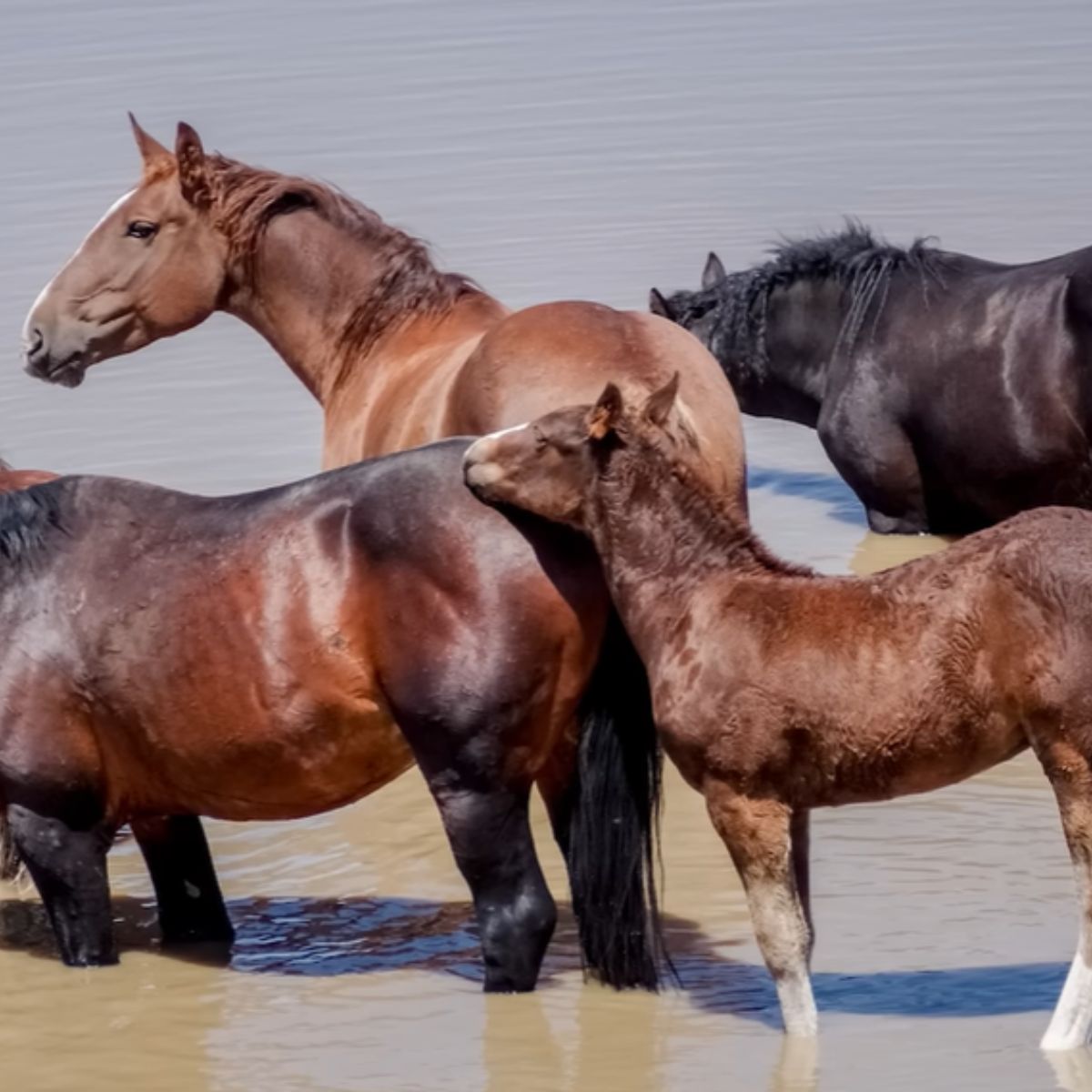 horses in water