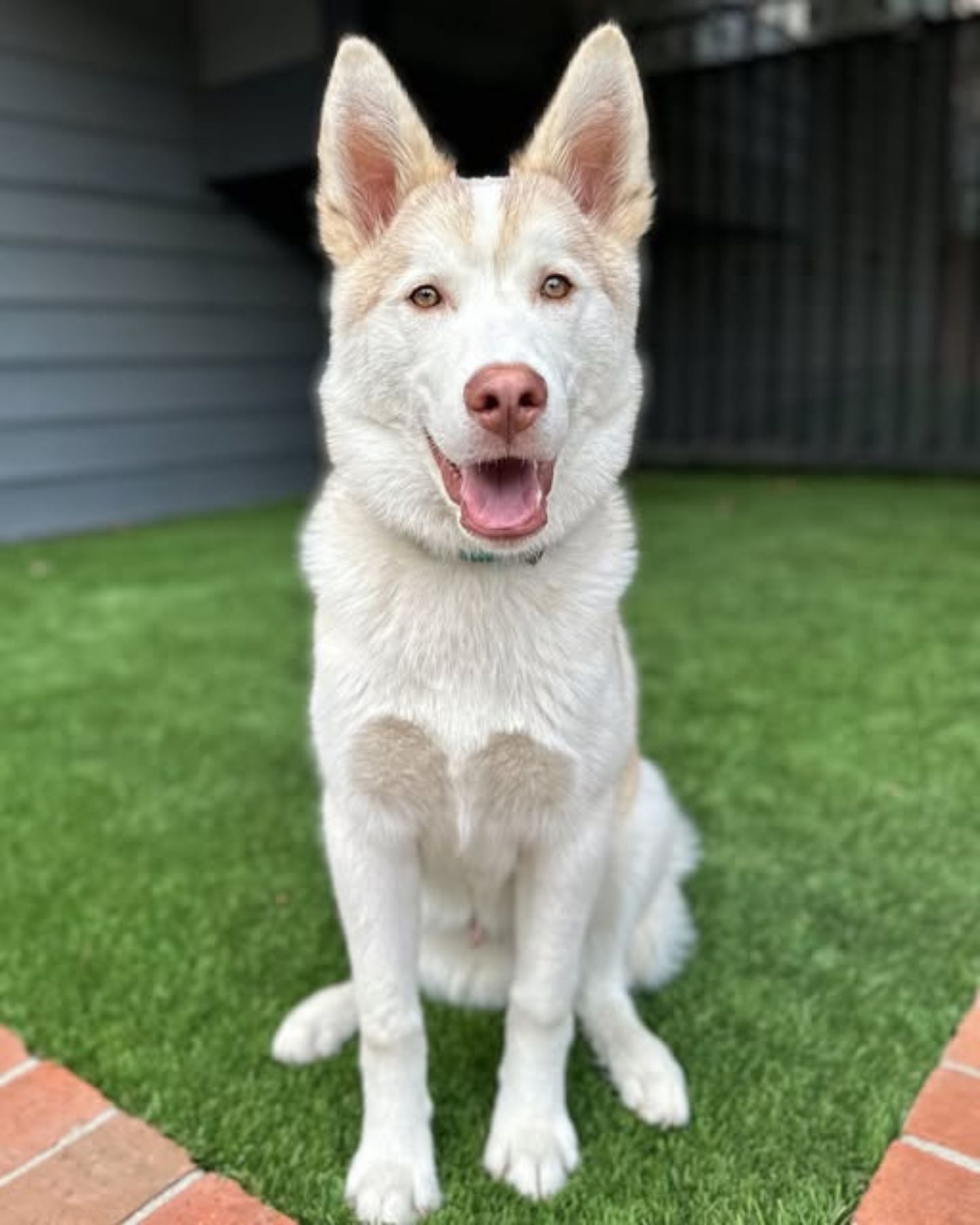 husky found tied to a pole
