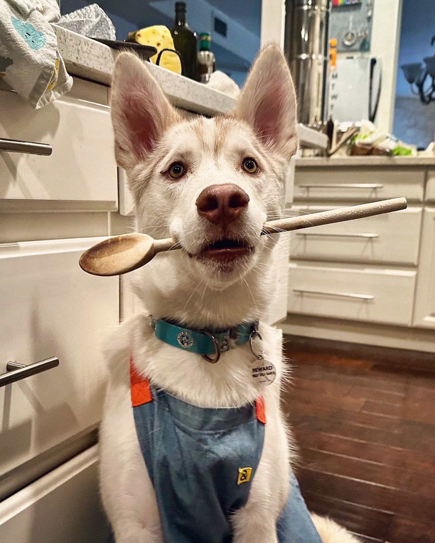 husky with a spoon in his hand