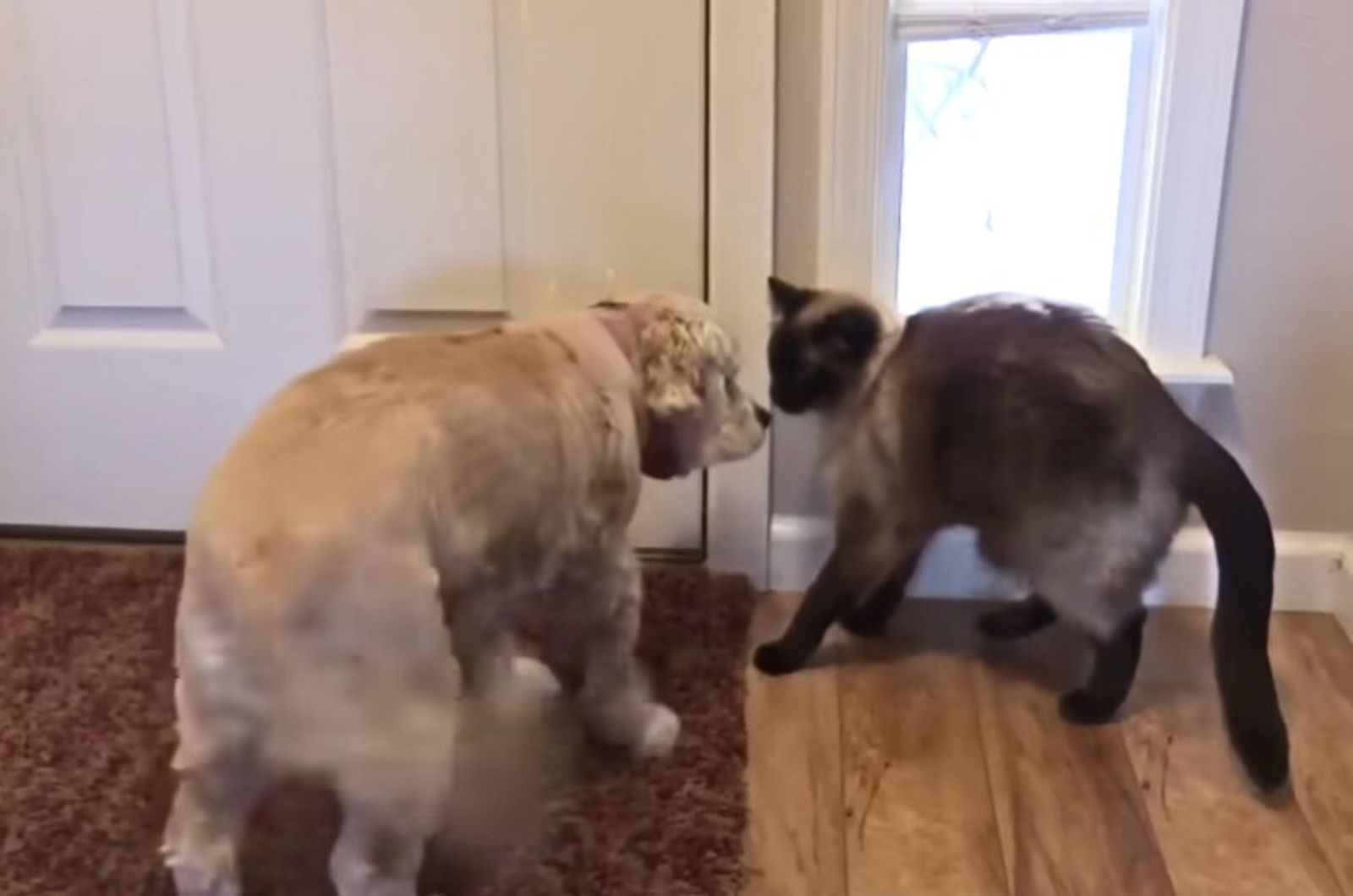 idaho dog and cat friends
