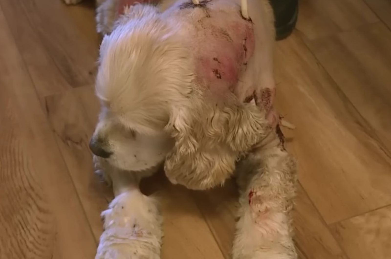 idaho dog with injuries