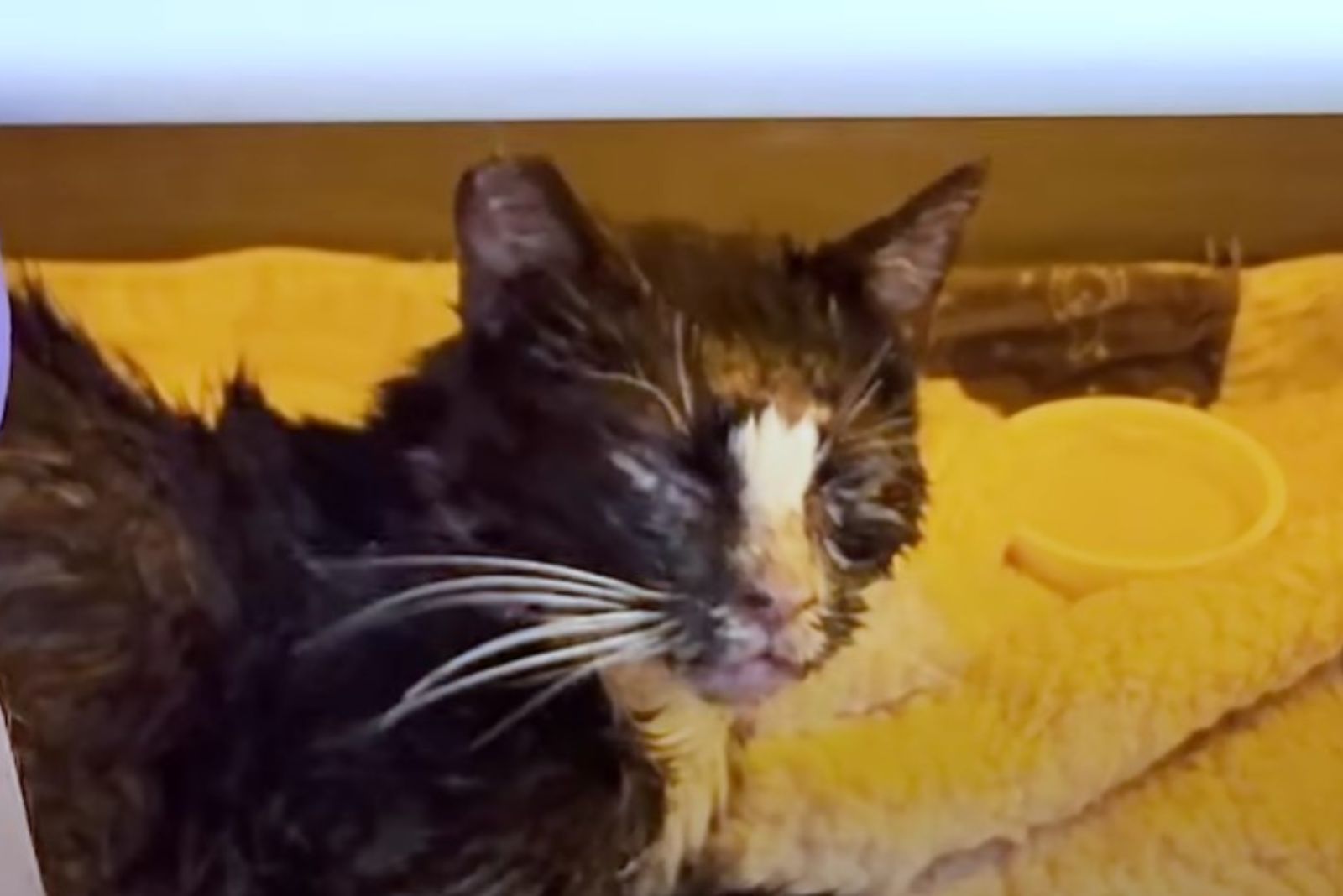 injured cat