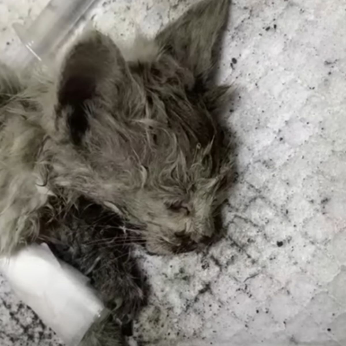 injured cat